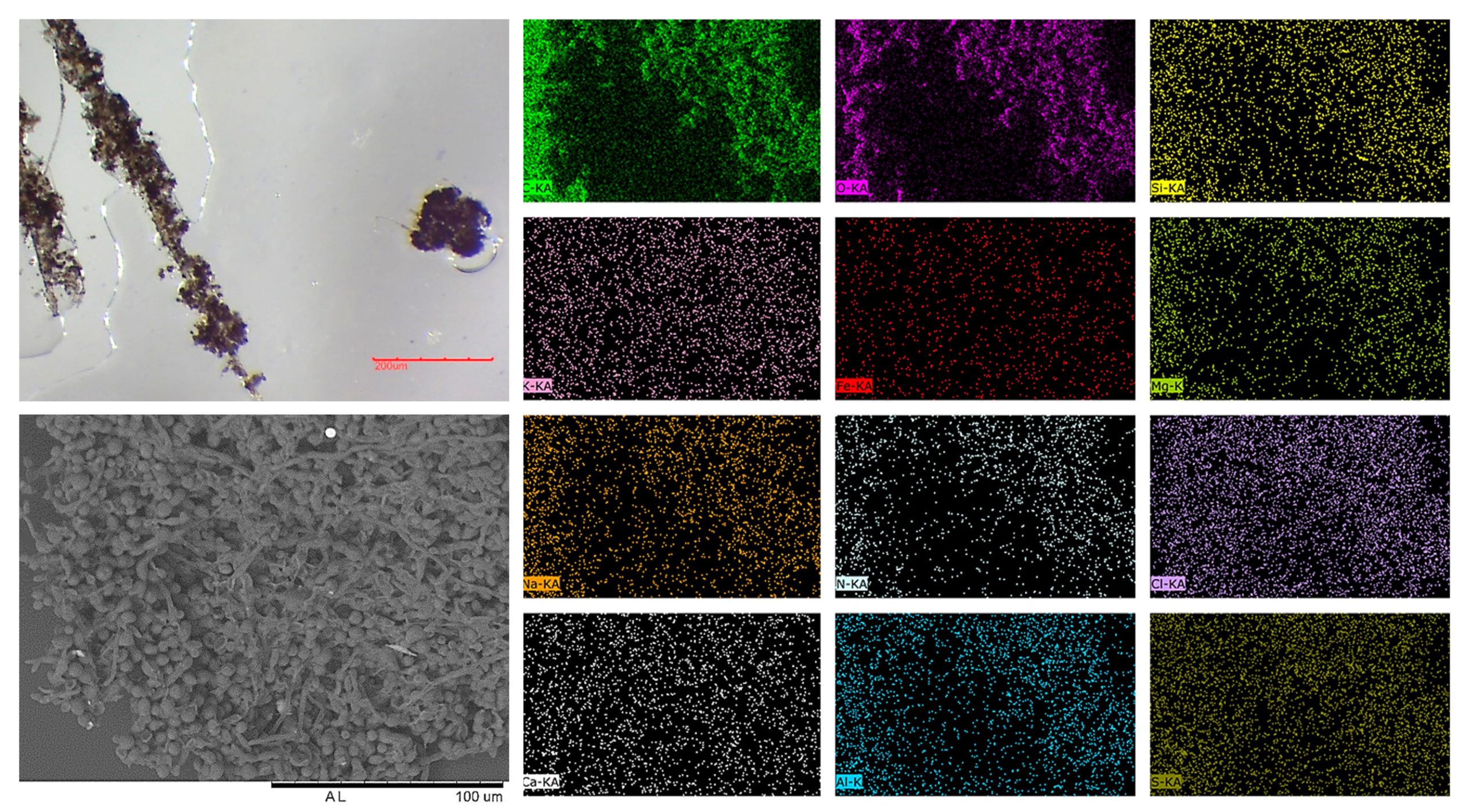 Characterisation Case Study using Optical Microscopy and Scanning Electron Microscopy Case Study Image